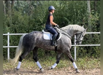 Inne konie gorącokrwiste, Wałach, 9 lat, 169 cm, Siwa jabłkowita