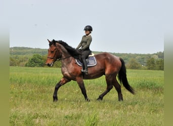 Inne konie gorącokrwiste, Wałach, 9 lat, 170 cm, Formy Brown Falb
