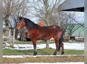 Inne konie gorącokrwiste, Wałach, 9 lat, 170 cm, Gniada
