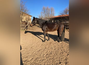 Inne konie gorącokrwiste, Wałach, 9 lat, 172 cm, Ciemnogniada