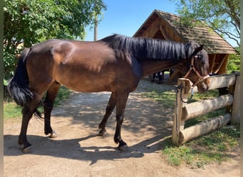 Inne konie gorącokrwiste, Wałach, 9 lat, 172 cm, Ciemnogniada