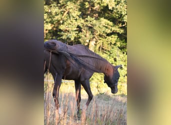 Inne konie pełnej krwi Mix, Klacz, 11 lat, 155 cm, Kasztanowata