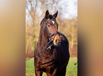 Inne konie pełnej krwi, Klacz, 11 lat, 157 cm, Gniada