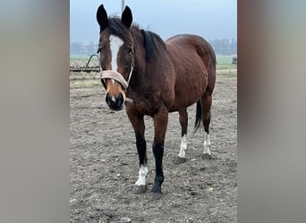 Inne konie pełnej krwi, Klacz, 15 lat, 155 cm, Gniada