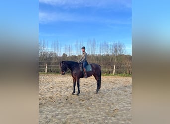 Inne konie pełnej krwi, Klacz, 15 lat, 160 cm, Ciemnokasztanowata
