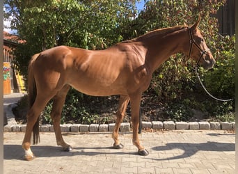 Inne konie pełnej krwi, Klacz, 17 lat, 166 cm, Kasztanowata