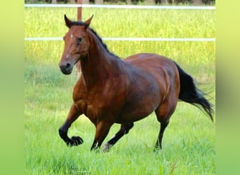 Inne konie pełnej krwi, Klacz, 18 lat, 153 cm, Gniada