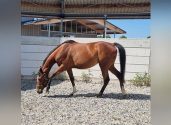 Inne konie pełnej krwi, Klacz, 3 lat, 150 cm, Gniada