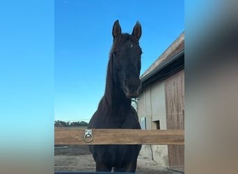 Inne konie pełnej krwi Mix, Klacz, 5 lat, 165 cm, Ciemnogniada