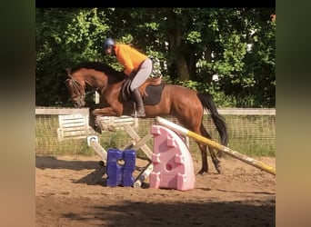 Inne konie pełnej krwi, Klacz, 5 lat, 170 cm, Gniada