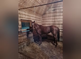 Inne konie pełnej krwi, Klacz, 5 lat, Ciemnokasztanowata