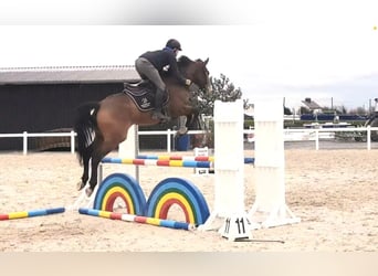 Inne konie pełnej krwi Mix, Klacz, 6 lat, 168 cm, Gniada
