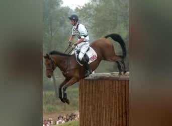 Inne konie pełnej krwi Mix, Klacz, 6 lat, 168 cm, Gniada