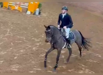 Inne konie pełnej krwi Mix, Klacz, 6 lat, 168 cm, Gniada