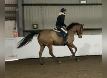 Inne konie pełnej krwi Mix, Klacz, 6 lat, 168 cm, Gniada