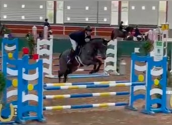 Inne konie pełnej krwi Mix, Klacz, 6 lat, 168 cm, Gniada