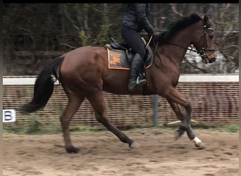 Inne konie pełnej krwi, Klacz, 6 lat, 170 cm, Gniada