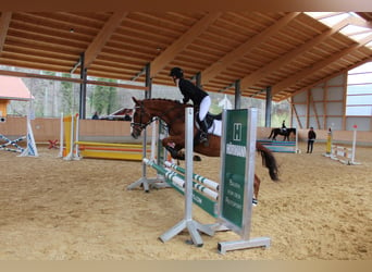 Inne konie pełnej krwi, Klacz, 9 lat, 165 cm, Kasztanowata