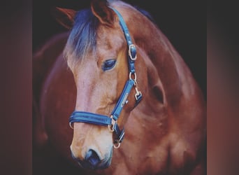 Inne konie pełnej krwi, Klacz, 9 lat, 168 cm, Gniada
