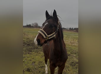 Inne konie pełnej krwi Mix, Ogier, 1 Rok, 130 cm, Ciemnogniada