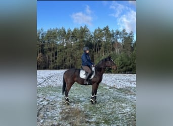 Inne konie pełnej krwi, Ogier, 3 lat, 158 cm, Gniada