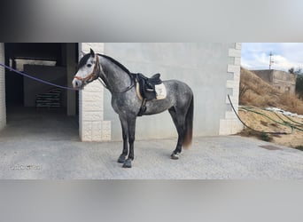 Inne konie pełnej krwi, Ogier, 4 lat, 163 cm, Siwa