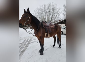 Inne konie pełnej krwi, Wałach, 11 lat, 164 cm, Gniada