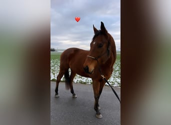 Inne konie pełnej krwi, Wałach, 11 lat, 170 cm, Gniada