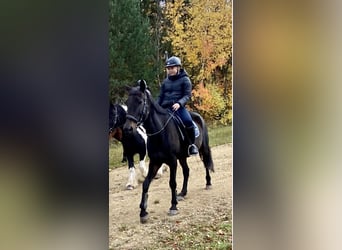 Inne konie pełnej krwi, Wałach, 16 lat, 157 cm