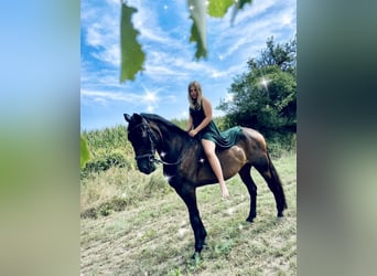 Inne konie pełnej krwi, Wałach, 16 lat, 157 cm