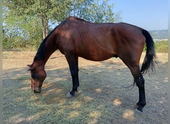 Inne konie pełnej krwi Mix, Wałach, 22 lat, 175 cm, Gniada