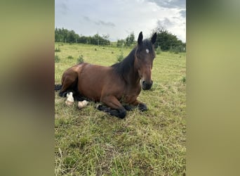 Inne konie pełnej krwi Mix, Wałach, 4 lat, 162 cm, Gniada