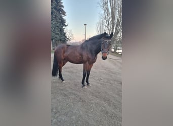 Inne konie pełnej krwi, Wałach, 4 lat, 168 cm, Ciemnogniada