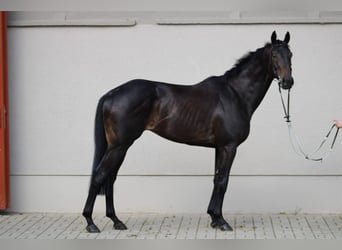 Inne konie pełnej krwi, Wałach, 6 lat, 160 cm, Ciemnogniada