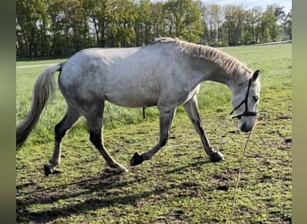 Inne konie pełnej krwi, Wałach, 7 lat, 155 cm, Siwa