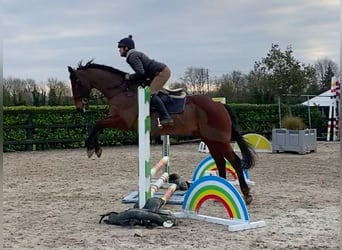 Inne konie pełnej krwi, Wałach, 7 lat, 172 cm, Gniada