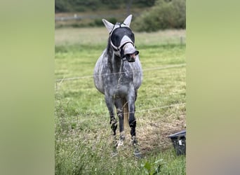 Inne konie pełnej krwi, Klacz, 10 lat, 160 cm, Siwa jabłkowita