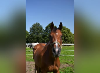 Inne konie pełnej krwi, Klacz, 21 lat, 170 cm, Gniada