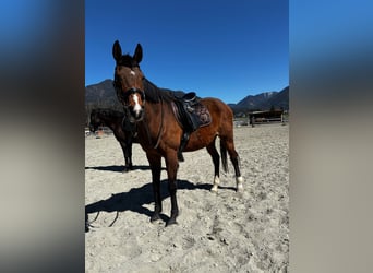 Inne konie pełnej krwi, Klacz, 21 lat, 170 cm, Gniada