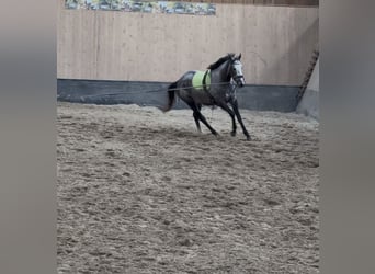 Inne konie pełnej krwi, Klacz, 3 lat, 158 cm, Stalowosiwy