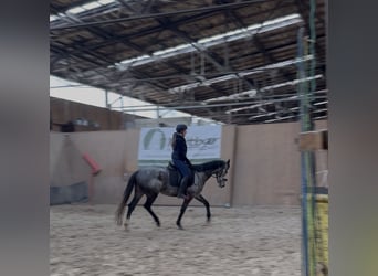 Inne konie pełnej krwi, Klacz, 4 lat, 158 cm, Stalowosiwy