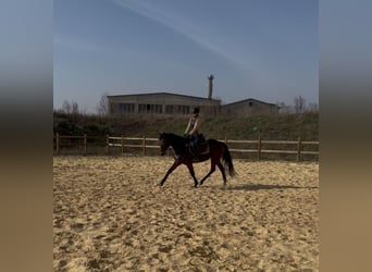 Inne konie pełnej krwi, Klacz, 6 lat, 162 cm