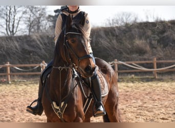 Inne konie pełnej krwi, Klacz, 6 lat, 162 cm