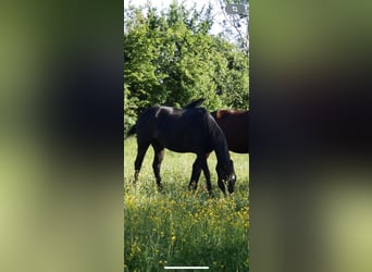 Inne konie pełnej krwi Mix, Klacz, 6 lat, 165 cm, Skarogniada