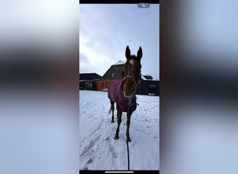 Inne konie pełnej krwi, Klacz, 7 lat, 160 cm, Siwa w hreczce