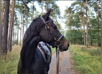 Inne konie pełnej krwi, Klacz, 8 lat, 155 cm, Skarogniada
