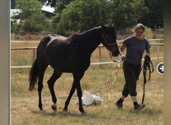Inne konie pełnej krwi, Klacz, 8 lat, 155 cm, Skarogniada
