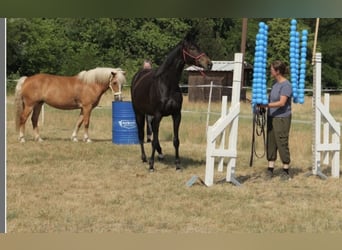 Inne konie pełnej krwi, Klacz, 8 lat, 155 cm, Skarogniada