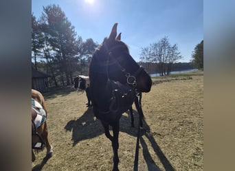 Inne konie pełnej krwi, Klacz, 8 lat, 155 cm, Skarogniada