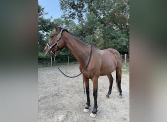 Inne konie pełnej krwi, Klacz, 9 lat, 160 cm, Gniada